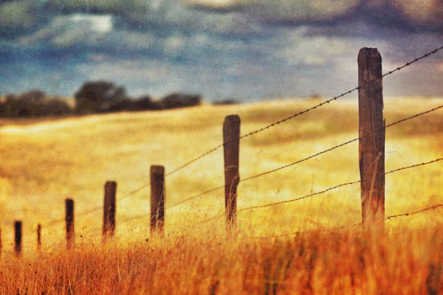 Barbed Wire Fence | Grand County, Colorado