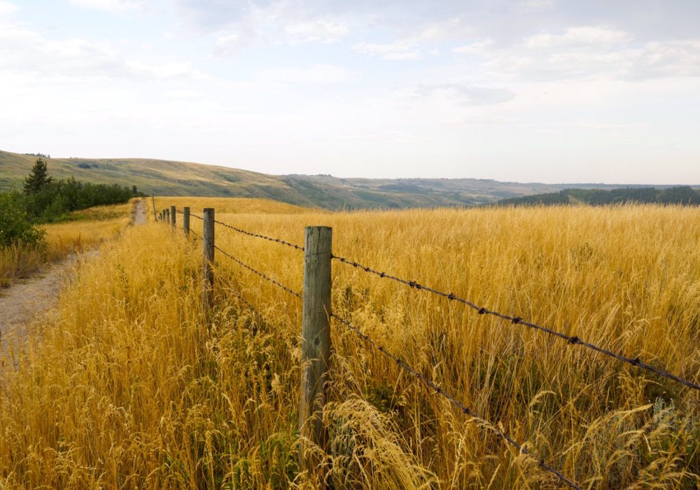 Barbed Wire Fence | Grand County, Colorado